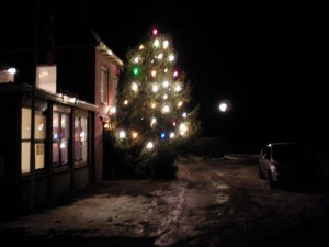 kerstboom Garsthuizen
