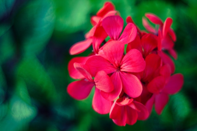 geraniums